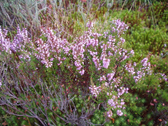 Thorne Moors: Thorne Moors